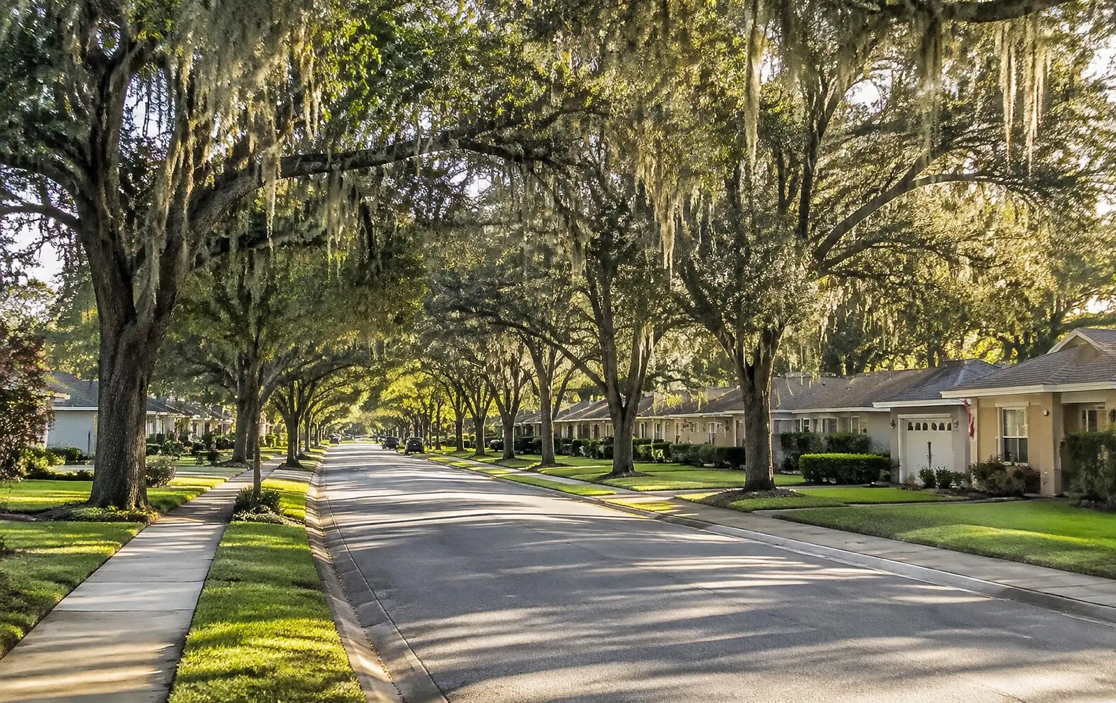 Illustrative image of a tree-lined residential street with live oaks and Spanish moss in Ocala, Florida